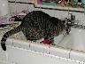 Pouse at the Sink