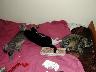 Cats on the Guest Bed