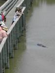 Alligator by the Boardwalk